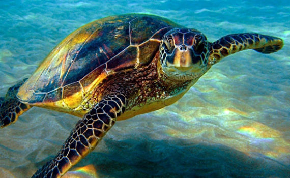 E' a Portici il Centro che cura, studia e mostra le tartarughe marine