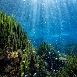 Un tuffo nel mare che cambia - Seminario pubblico su clima e mare