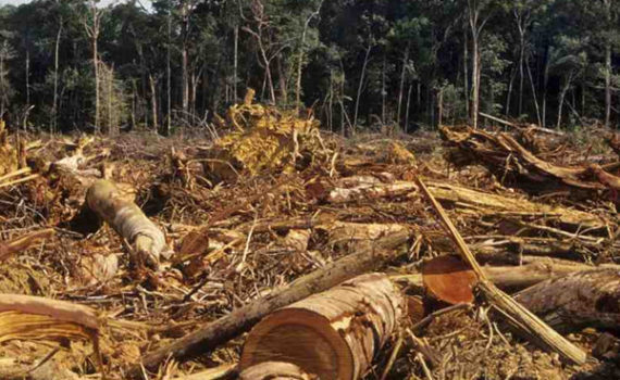 C'è un po' di Mad in Italy nella deforestazione dell'Amazzonia