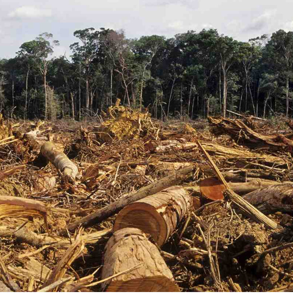 C'è un po' di Mad in Italy nella deforestazione dell'Amazzonia