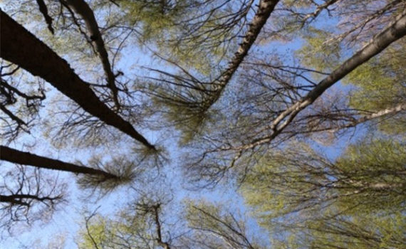 Dieci miti da sfatare sulle foreste italiane