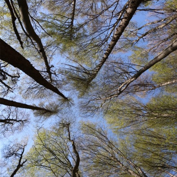 Dieci miti da sfatare sulle foreste italiane