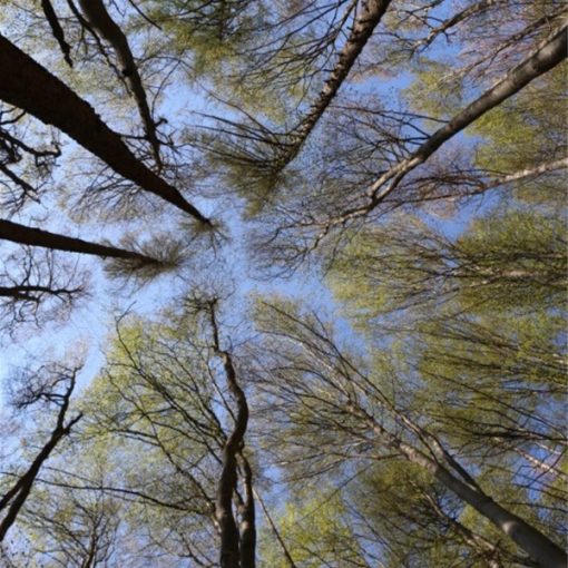 Cambiamenti climatici: ci salveranno le foreste? Il 2020 sarà l'anno degli alberi - Resilienza e consumo sostenibile