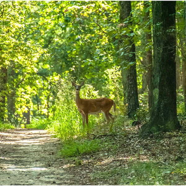 21 marzo 2020 Giornata Internazionale delle Foreste