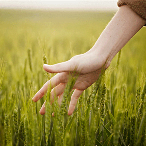 Agro-Social: bando da 70mila euro per progetti di agricoltura sociale di valore