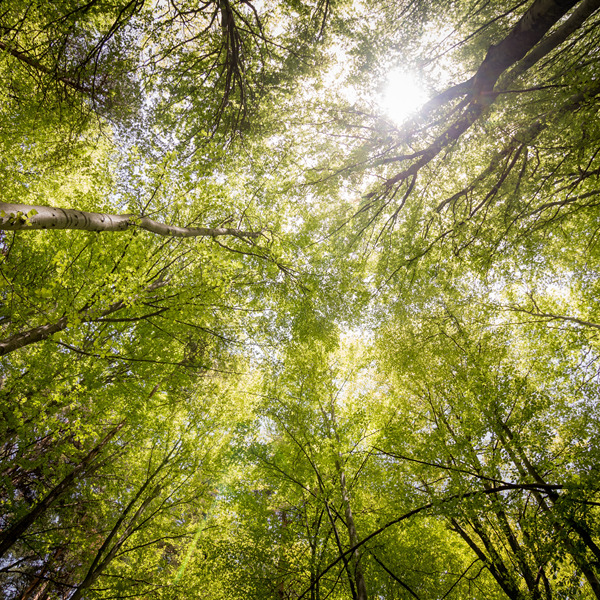 21 novembre 2020 - Giornata nazionale degli alberi: in Italia in aumento i boschi gestiti responsabilmente