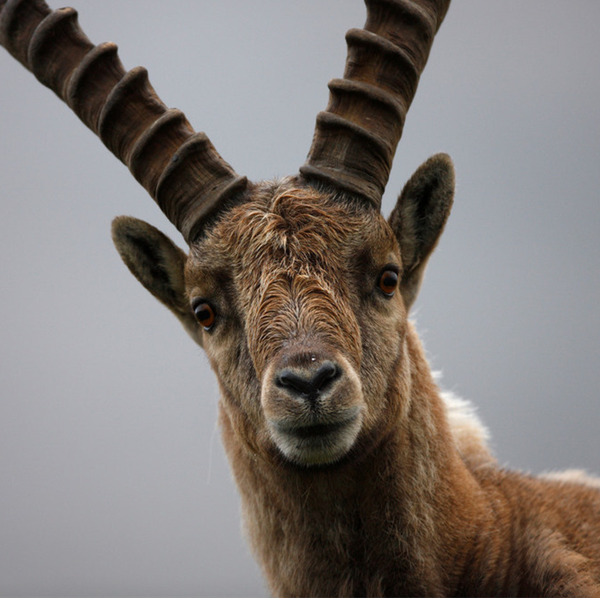 "Cari umani...": la nuova campagna WWF parla con la voce della Natura