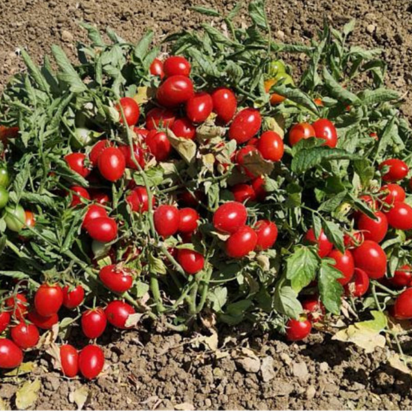 Il pomodoro siciliano "buttiglieddru" è il nuovo Presidio Slow Food