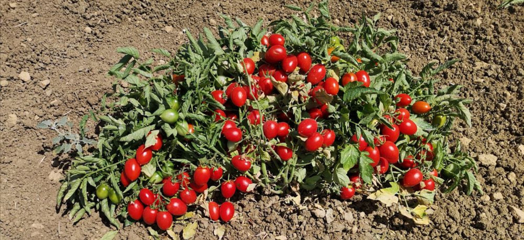 Il pomodoro siciliano "buttiglieddru" è il nuovo Presidio Slow Food