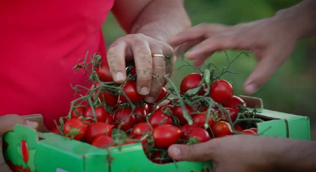 Il pomodoro siciliano "buttiglieddru" è il nuovo Presidio Slow Food