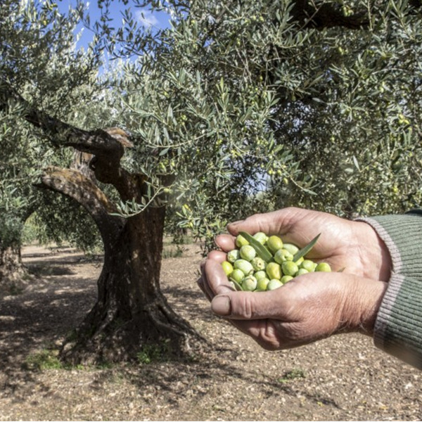 Dalla Puglia con sapore: il Tavoliere nel piatto