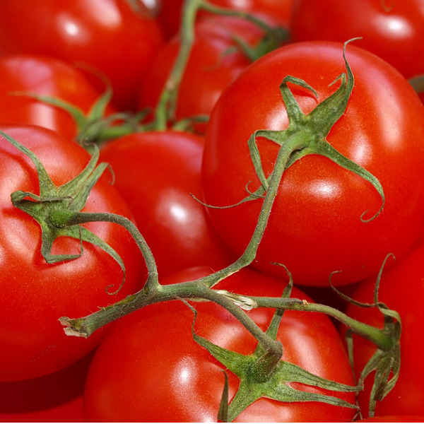 Terra e cibo: i pomodori fuori dal suolo e la carne coltivata in laboratorio