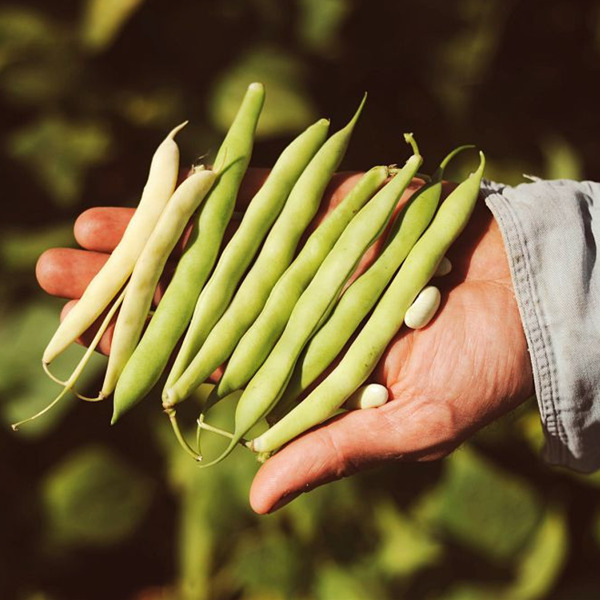 Terra Madre: incontri online su cibo sano, alimentazione infantile e biodiversità