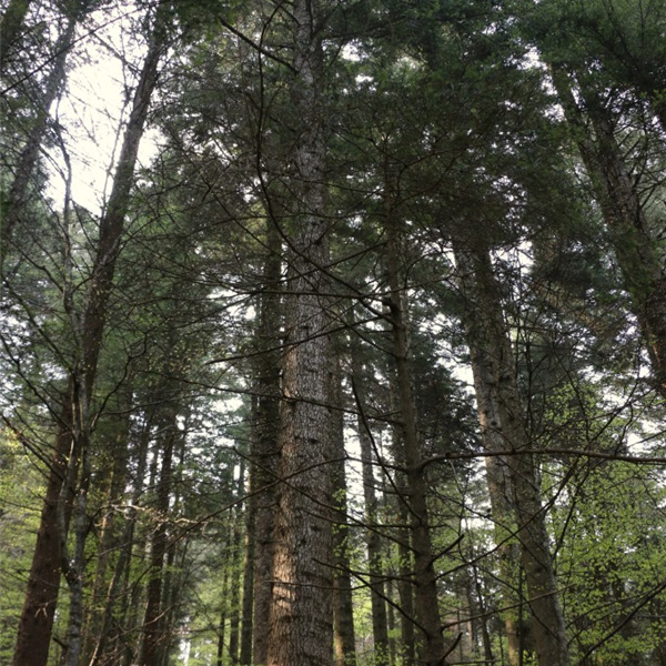 Giornata Mondiale delle foreste: le 5 azioni da mettere subito in atto per valorizzarle