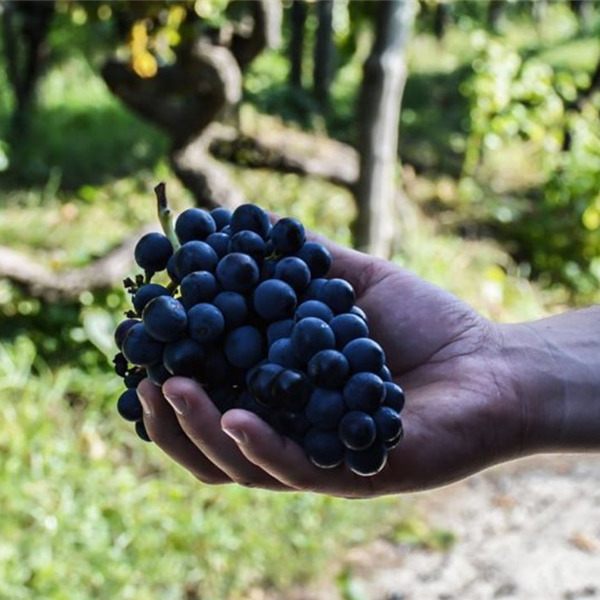 Come la filiera agricola rurale e lo sviluppo sostenibile favoriscono nuove economie e turismo