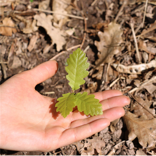 Earth Day 2021 - Le foreste: cuore pulsante per la difesa del suolo