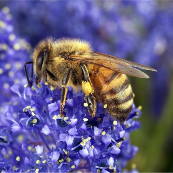 Slow Food: "Possiamo davvero parlare di uso sostenibile dei pesticidi?"