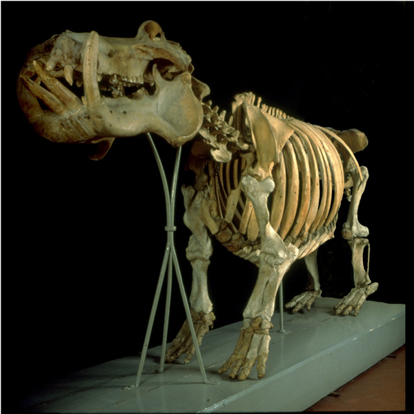 Alla scoperta del Museo di Anatomia comparata "Giovanni Battista Grassi"