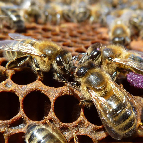 L'ape nera del Ponente ligure è un nuovo Presidio Slow Food