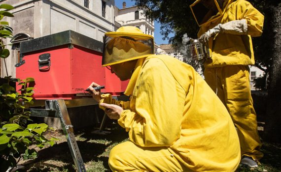 Regina Apium: le api prendono casa a Palazzo Barberini