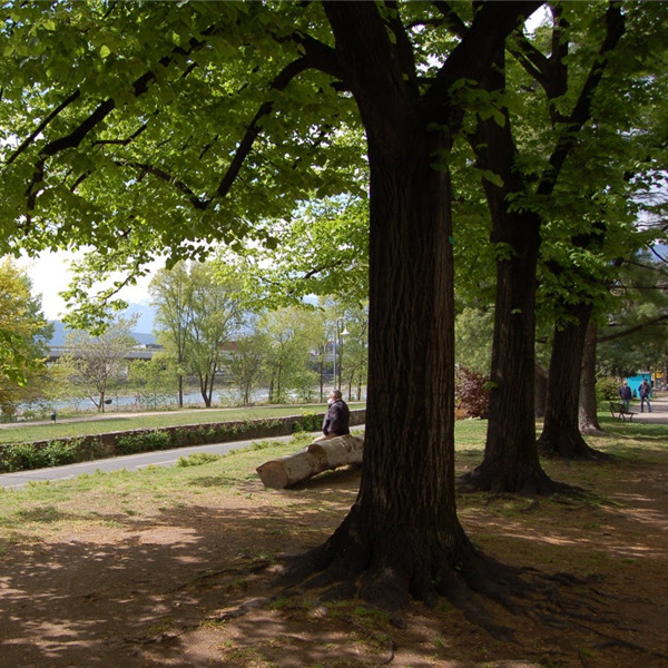 Al Parco bioenergetico di Bolzano per ritrovare il benessere psicofisico grazie al potenziale terapeutico degli alberi