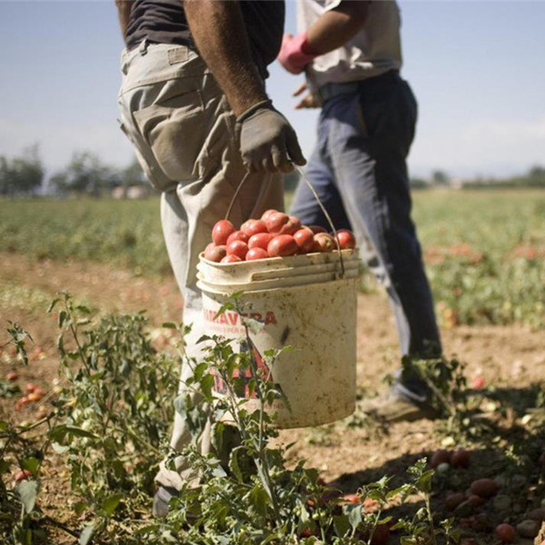 Festival World Agro Pontino - Due giorni di eventi per parlare di inclusione sociale e sviluppo sostenibile