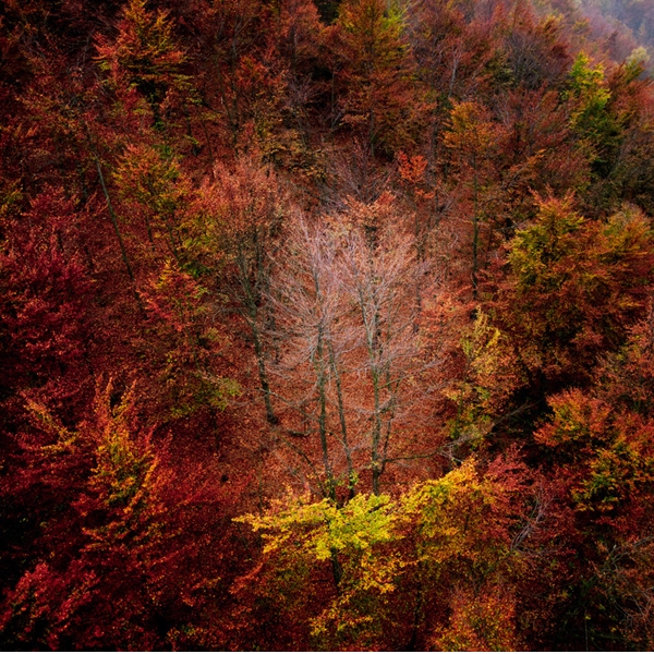 Forest therapy, corsi, escursioni ed attività all'Oasi Zegna