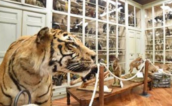 A Bra c'è un museo di storia naturale a misura di famiglia: il Museo Craveri