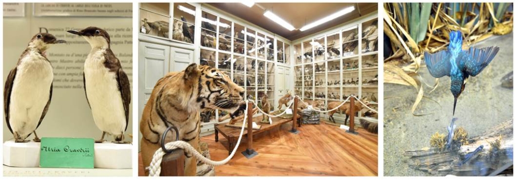 A Bra c'è un museo di storia naturale a misura di famiglia: il Museo Craveri