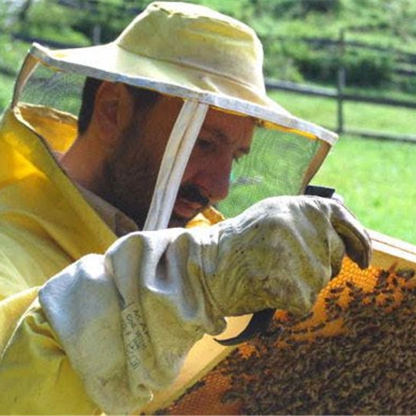 Conferenza online: "Noi, le api e l'ambiente"