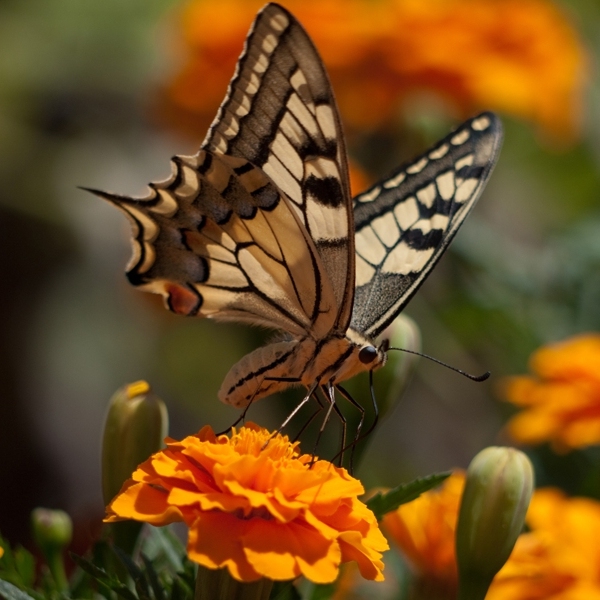 Farfalle al Museo di Storia Naturale