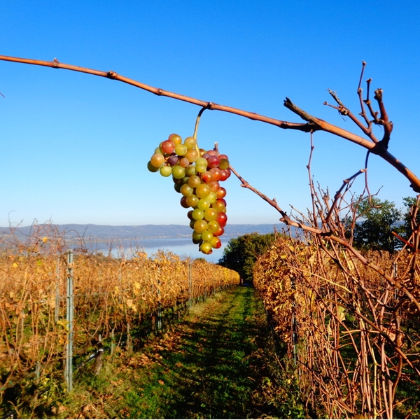 La Francigena e le vie del gusto in Tuscia