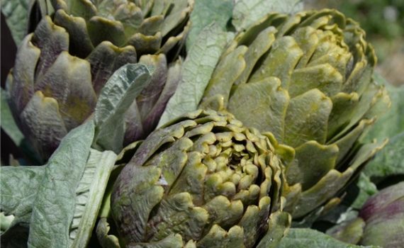 In Sicilia nasce un nuovo Presidio Slow Food: il carciofo di Niscemi