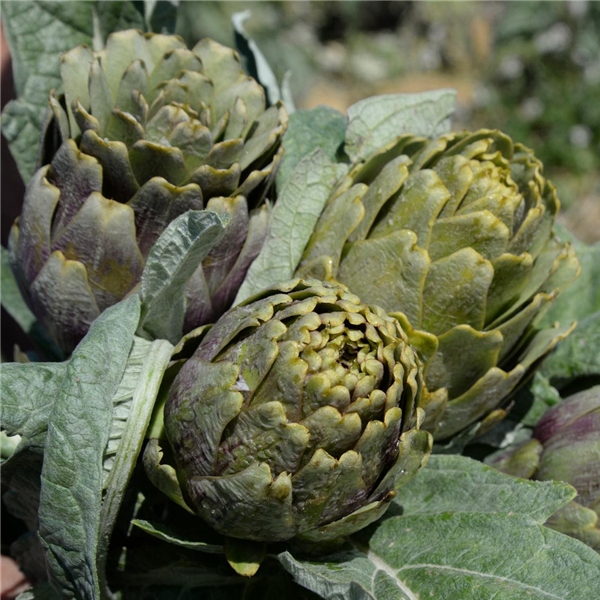 In Sicilia nasce un nuovo Presidio Slow Food: il carciofo di Niscemi