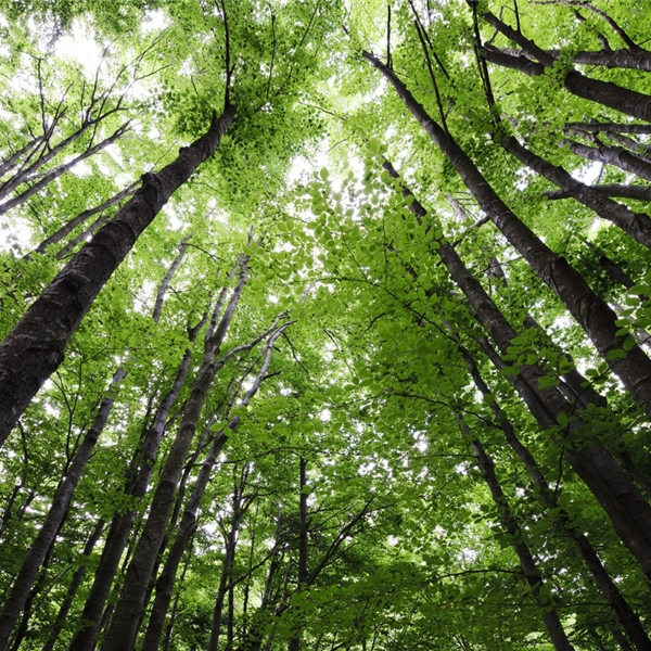 Forest bathing in Oasi Zegna: 2 appuntamenti con il Centro Sportivo Educativo Nazionale