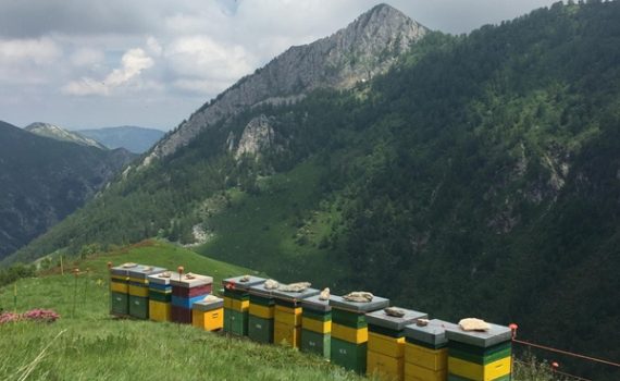 Il Presidio Slow Food dei mieli alpini d'alta montagna si allarga al Friuli-Venezia Giulia e al Trentino-Alto Adige