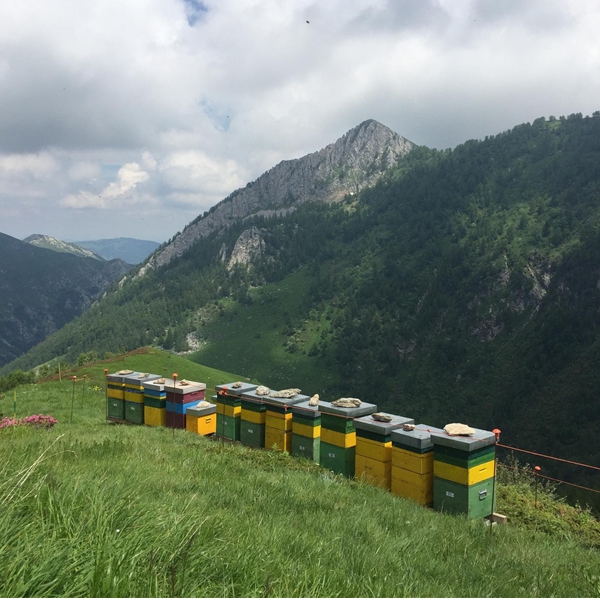 Il Presidio Slow Food dei mieli alpini d'alta montagna si allarga al Friuli-Venezia Giulia e al Trentino-Alto Adige