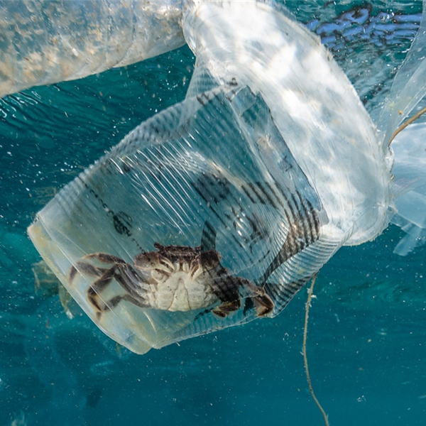 Occhio alla truffa! La plastica bio non è la soluzione