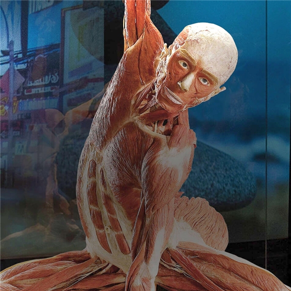 Body worlds - Il ritmo della vita