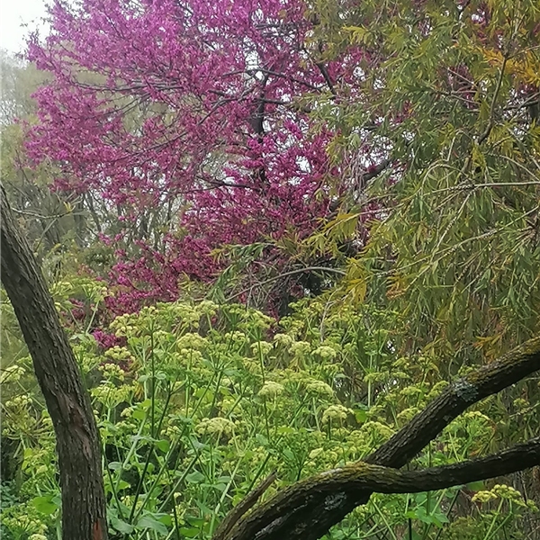 La Conserva della neve 2022 - Mostra mercato di giardinaggio