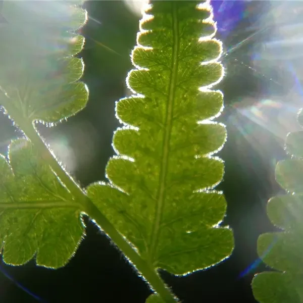 Lumen. Flussi di energia tra piante, umani e altri viventi: installazione multimediale sulla fotosintesi
