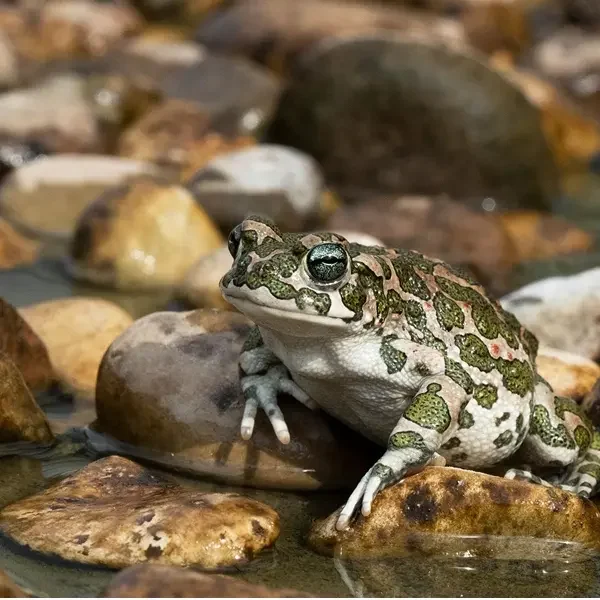 Una nuova oasi di biodiversità a Trento