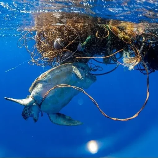 Crowdfunding per sostenere il progetto SOS tartarughe marine in Sicilia