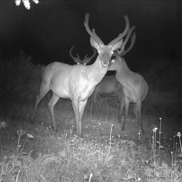 Montagne affollate. Gli animali diventano più notturni