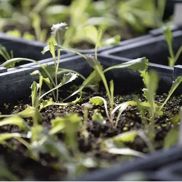 ColtivaTo 2023 - Festival internazionale dell’Agricoltura di Torino