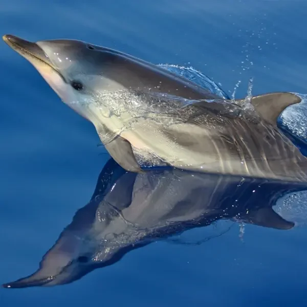 Al via il progetto Citizen Science per proteggere balene, delfini e tartarughe