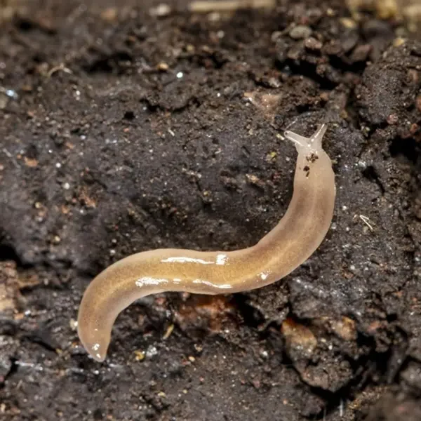 Scoperta una specie sconosciuta nella serra del Museo delle Scienze di Trento