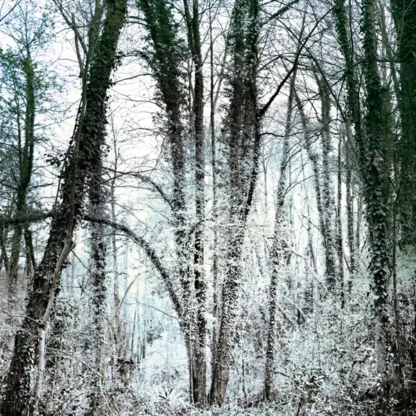 Mostra: "Saranno gli alberi che salveranno il mondo?"