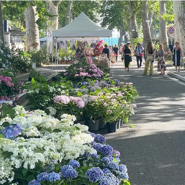 Festa delle Ortensie di Bolsena - 25a edizione