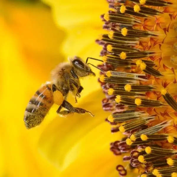 Mostra: "Città a misura d'ape. Alla ricerca di possibili equilibri"